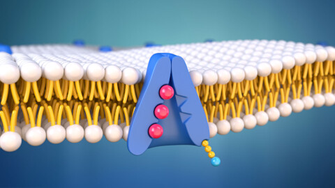 Potassium-Sodium pump