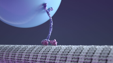 Kinesin Walking Protein | 3d model
